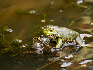 Male Marsh Frog Bellowing in a Pond