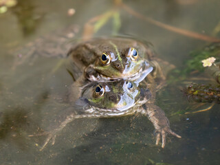 Marsh Frog