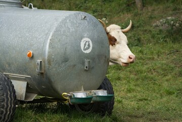 A cow looks out from behind the water truck and appears to be laughing