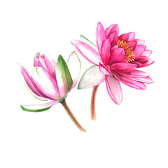 Fototapeta premium Water lilies. Hand drawn watercolor illustration of pink flowers and green leaves on white isolated background. Botanical painting suitable for Wedding Invitation, save the date or greeting card