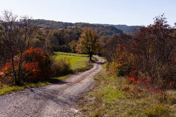 Path in the natural landscape overgrown with European smoke tree