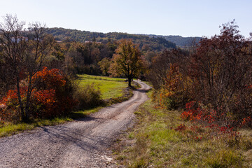 Fototapeta na wymiar Path in the natural landscape overgrown with European smoke tree