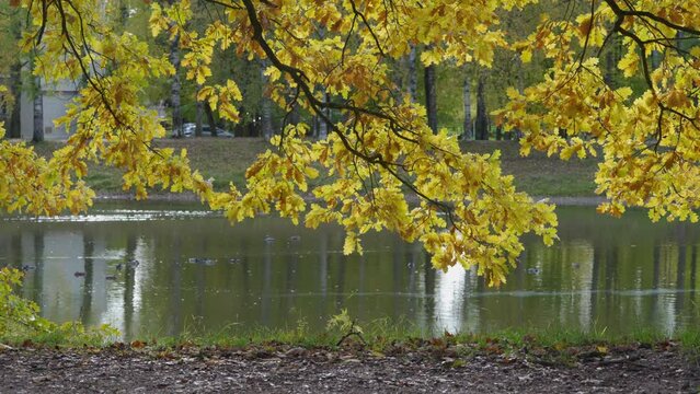 trees with yellow foliage near pond in autumn park. Pavlovsk, St. Petersburg, Russia.
