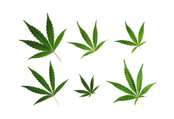 Set of cannabis leaves. Transparent background. Png. - obrazy, fototapety, plakaty