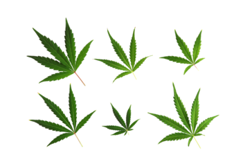 Set of cannabis leaves. Transparent background. Png.