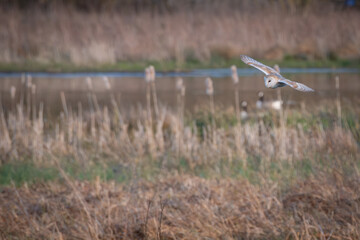 Hunting barn Owl over wetland