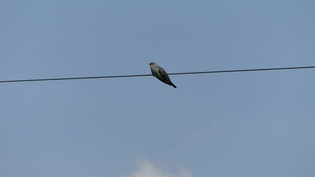 Bird Common cuckoo, Cuculus canorus sitting on cable against sky - real time. Topics: ornithology, fauna, natural environment