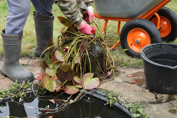 A gardener in red rubber gloves took a nymphea out of the pond and is preparing the plant for...