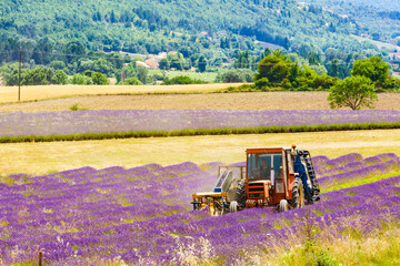 Tractor working on lavender field. Harvest time