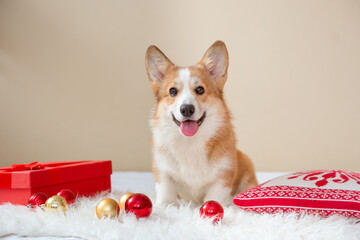 cute sad dog welsh corgi at home on the sofa with Christmas balls , new year, christmas card
