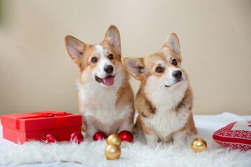 a group of welsh corgi dogs at home christmas background