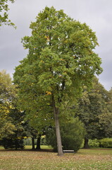 Fototapeta na wymiar A tree in the park in early autumn