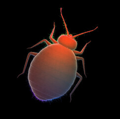 Invasion of bedbugs, emergency for invasions of bedbugs.3D rendering - 663883922