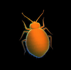 Invasion of bedbugs, emergency for invasions of bedbugs.3D rendering
