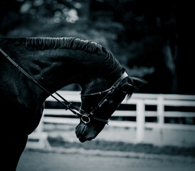 The monochrome photograph captures a black horse wearing a bridle, bowing its head in the twilight of a summer evening. The equestrian sports.