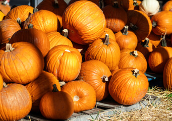 Pumpkins of all sizes piled on a skid