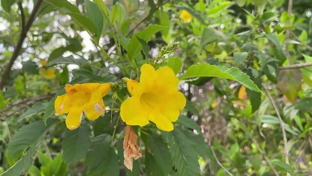 Tecoma stans plant with yellow flowers