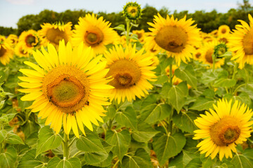 Blooming yellow sunflowers on field