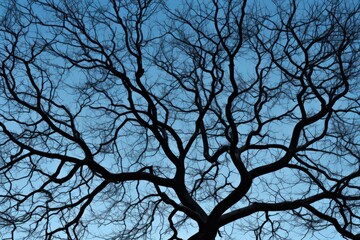 A picture of a large tree with no leaves on it. This image can be used to depict the changing seasons, winter landscapes, or the concept of loss and loneliness in nature