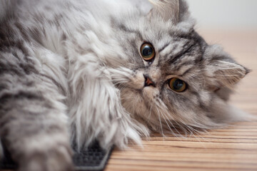 a cute kitty lying on the floor