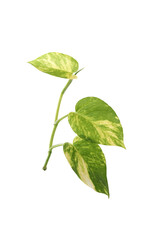 Obraz premium Devil's ivy with white isolated backgrond