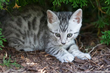 Naklejka na ściany i meble Silber Bengal Kitten im Garten