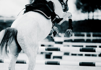 The monochrome photo captures a gray horse leaping over a tall barrier at a show jumping...