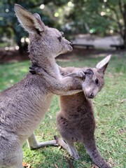 two gray kangaroos standing next to each other in the grass