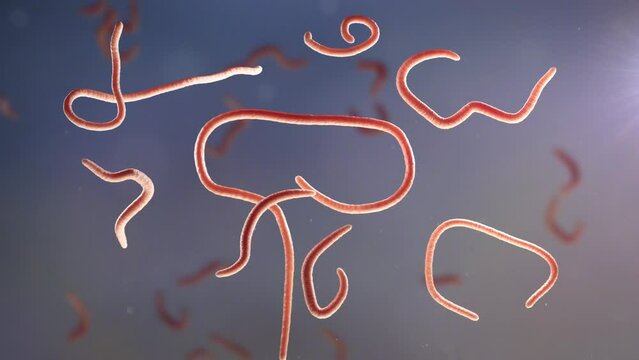 Ebola Virus, Ebola virus disease, Ebola hemorrhagic fever, Filoviridae 