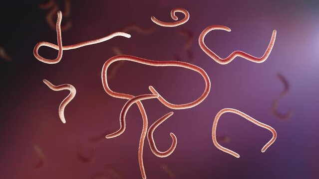 Ebola Virus, Ebola virus disease, Ebola hemorrhagic fever, Filoviridae 