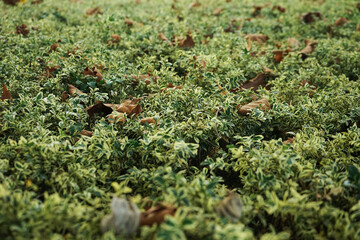 Green bush with fallen leaves on it close up
