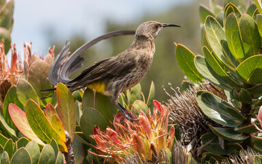 long tailed Cape Sugarbird perched on a protea shrub, Kirstenbosch National Botanical Garden, Cape...