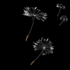 Abstract dandelion patterns with flying seeds. White dandelion seeds fly on Black background