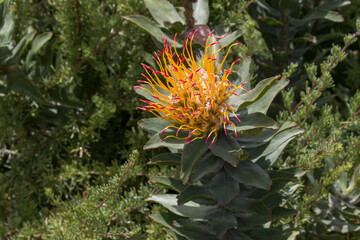 Naklejka na ściany i meble red and yellow protea flower, Kirstenbosch National Botanical Garden, Cape Town, South Africa