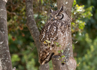 spotted eagle-owl perched on a tree near its nest, Kirstenbosch National Botanical Garden, Cape Town, South Africa