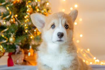 cute baby welsh corgi puppy on a New Year's background near the Christmas tree