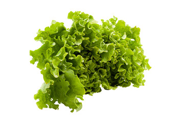 Obraz premium Lettuce with beautiful juicy green leaves on a white plate. PNG. For decoration. High quality photo.
