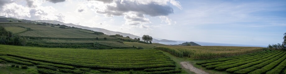 Fototapeta na wymiar Panoramic view of tea plantations in the hillsides of Sao Miguel Island's north coast