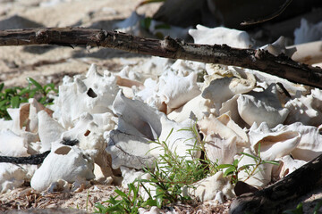 sea shells at the beach