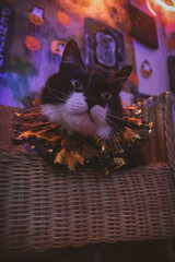 Gato negro y blanco pelo largo sesión temática de Halloween en estudio de neones