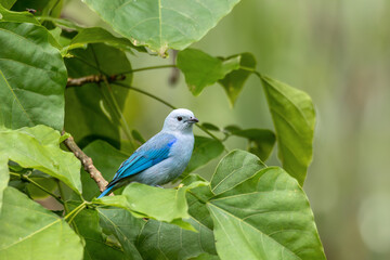 Blue-gray tanager (Thraupis episcopus) is a medium-sized South American songbird. La Fortuna, Volcano Arenal, Wildlife and birdwatching in Costa Rica.