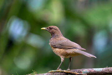 Clay-colored thrush (Turdus grayi), common Middle American bird of the thrush family (Turdidae)....