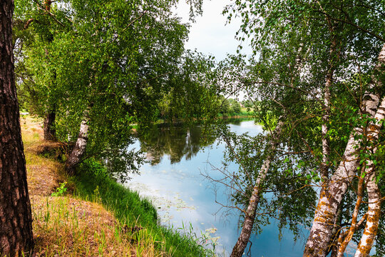 Summer sunny landscape with river and birches