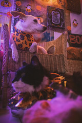 Perro blanco y gato blanco y negro sesión de Halloween en estudio de neones