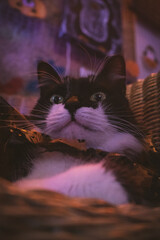 Gato negro y blanco pelo largo sesión temática de Halloween en estudio de neones