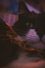 Gato negro y blanco pelo largo sesión temática de Halloween en estudio de neones