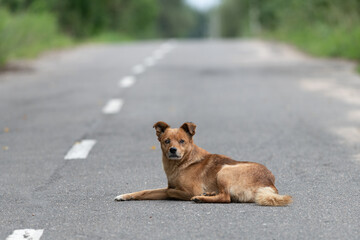 A lonely dog, without a breed, attentive and wary, is in the middle of an asphalt road. Eyes, eyes, ears, paws, tail. Road markings