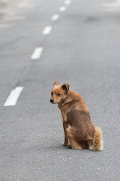 A lonely dog, without a breed, attentive and wary, is in the middle of an asphalt road. Eyes, eyes, ears, paws, tail. Road markings