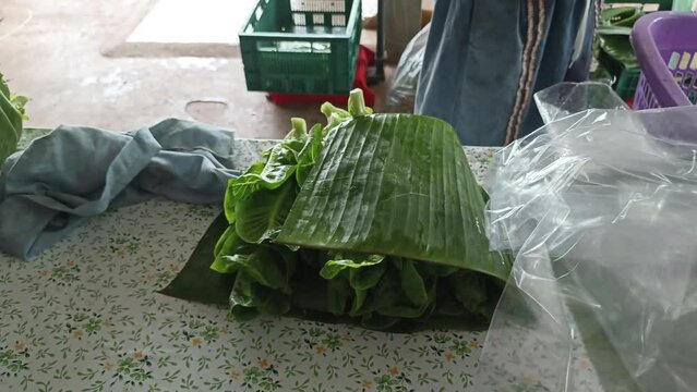 farmer gardener packing lettuce vegetable with banana leaves for sale