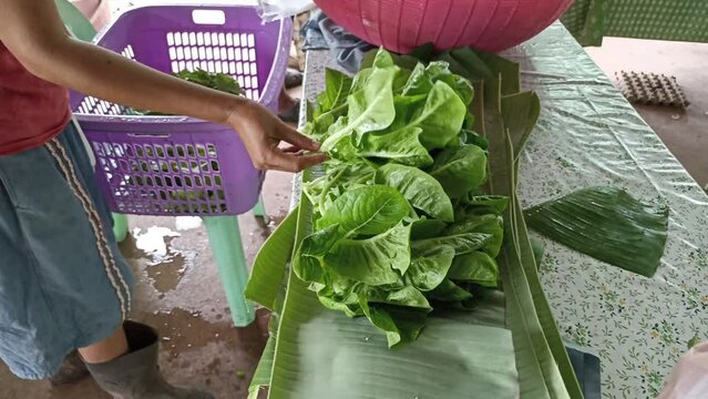 farmer gardener packing lettuce vegetable with banana leaves for sale